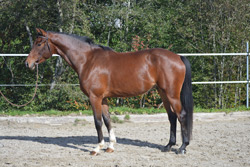 Diazzaro von Ringgensberg