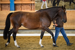 Jatalia van’t Krekenhof